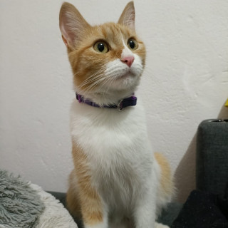 Foto de CHOCKY
