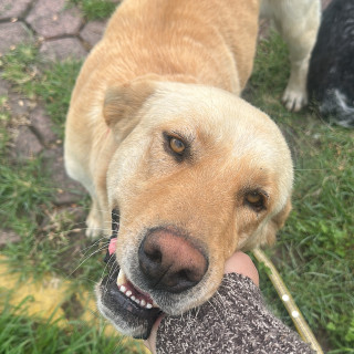 LOKI | Raza Labrador  | Final Feliz