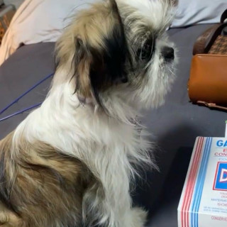 MORITA | Raza Shih Tzu  | Perdida