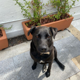 SOMBRA | Raza Mestiza, cruza  de Labrador | Perdida