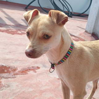  | Raza Chihuahua | Encontrado