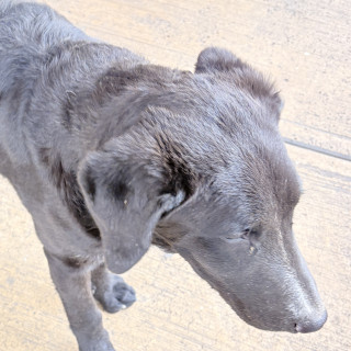  | Raza Mestizo, cruza de Labrador | Encontrado