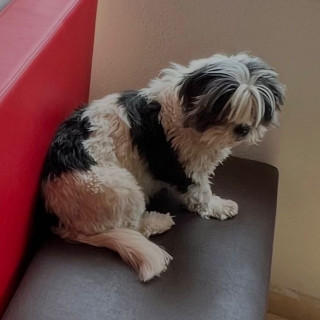 KILA | Raza Lhasa Apso | Final Feliz