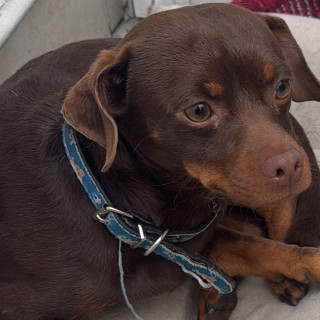  | Raza Mestizo, cruza de Chihuahua con Pinscher Miniatura | Encontrado