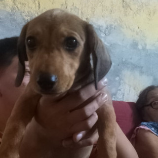 CHIQUITITA | Raza Dachshund o Salchicha  | Final Feliz