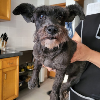  | Raza Schnauzer Miniatura  | Encontrada