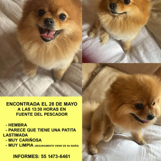  | Raza Pomerania | Final Feliz