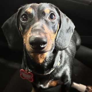 NITO | Raza Dachshund o Salchicha  | Perdido