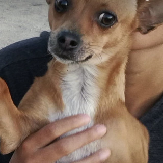 CHAYO | Raza Chihuahua | Perdida