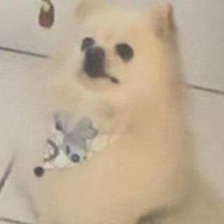 MOOPHY | Raza Pomerania | Final Feliz