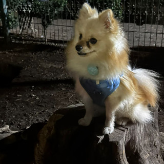 POLO | Raza Pomerania | Perdido