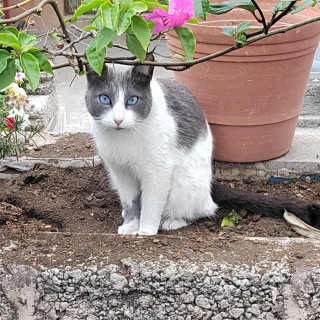 CHIQUITA | Raza Doméstico Américano de Pelo Corto | Perdida