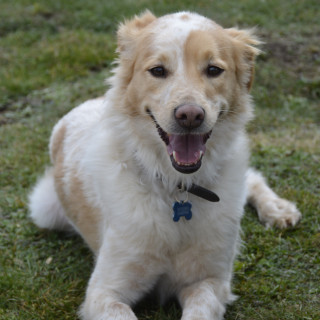 GAMBO | Raza Mestizo | Final Feliz