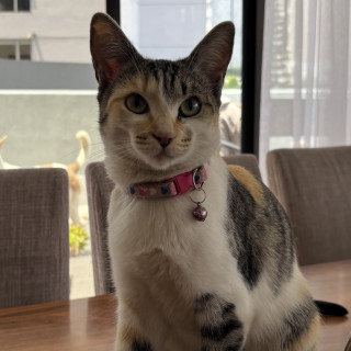 Foto de MILA