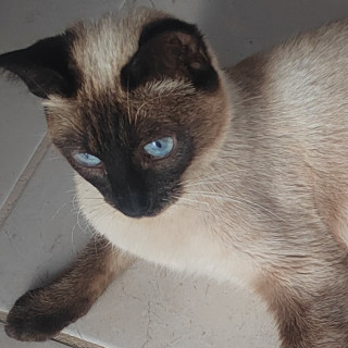 MISHA | Raza Siamés Punto Foca | En Adopción