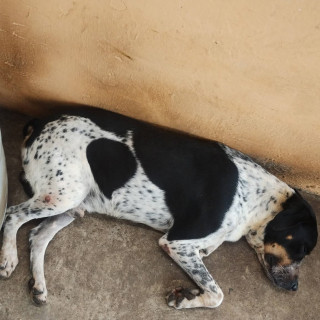 Foto de TOGO