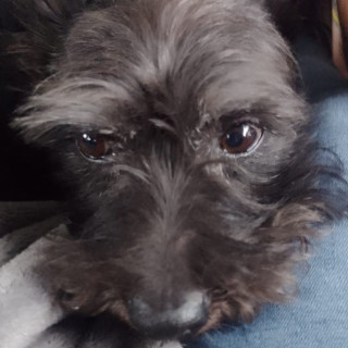 JAKE | Raza Mestizo, cruza de Schnuazer | Perdido