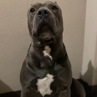 ZEUS | Raza American Pitbull Terrier | Perdido
