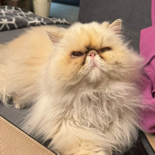 JUANITA | Raza Persa Punto Flama | Final Feliz