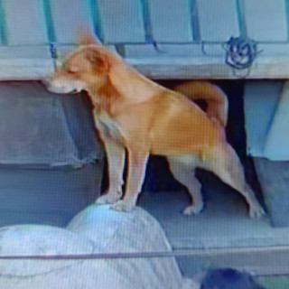 MISKA | Raza Mestiza | Final Feliz