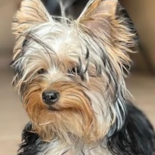 AMÉRICA | Raza Yorkshire Terrier (Yorkie) | Final Feliz