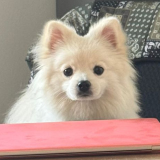 TOTO | Raza Pomerania | Perdido