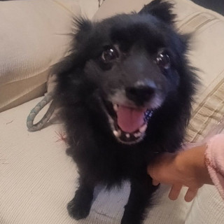  | Raza Pomerania | Final Feliz