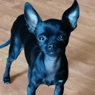 Foto de REXY