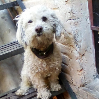 PULGAS | Raza Mestizo,  cruza de French Poodle | Perdido