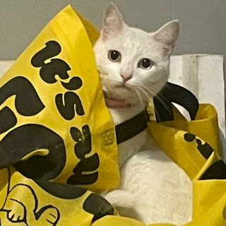 REHASH | Raza Khao Manee | Perdida