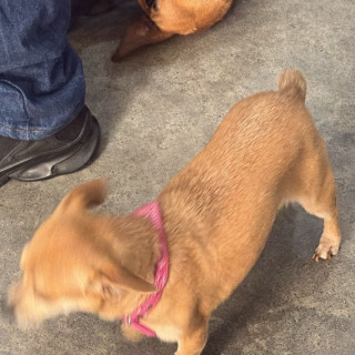 PITUFINA | Raza Chihuahua | Perdida