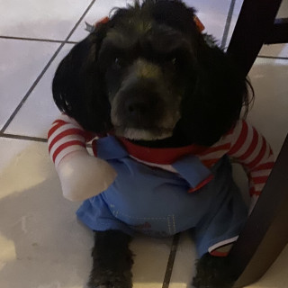 NEGRA | Raza French Poodle o Caniche | Perdida