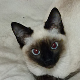 MOMO | Raza Siamés Punto Foca | Perdida