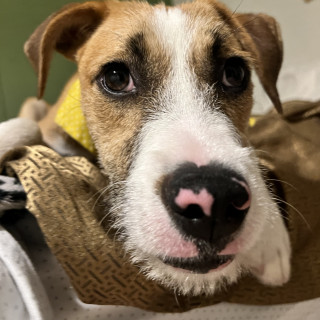 BANDIDA | Raza Mestiza | En Adopción