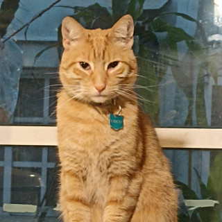 Foto de COCO