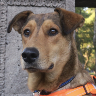  | Raza Mestizo, posible cruza de Husky | Encontrado