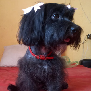 CAMILA | Raza Schnauzer Miniatura  | Perdida