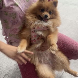 ASA | Raza Pomerania | Final Feliz