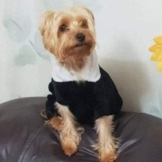 BENJI | Raza Yorkshire Terrier (Yorkie) | Perdido