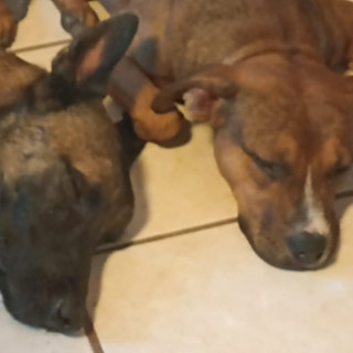 ROCKO Y TEQUILA | Raza Pastor Belga Malinois y Mestizo, cruza de American Pitbull Terrier | Perdido