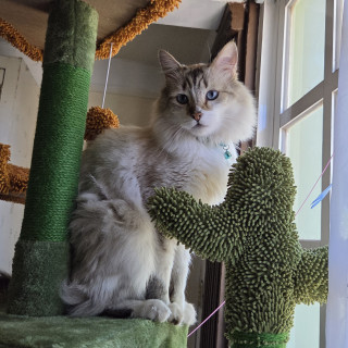 LUIS | Raza Balinés punto tabby | Perdido