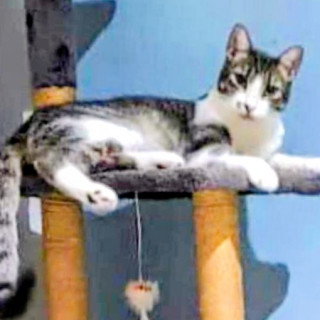 JULIETA | Raza Doméstico Américano de Pelo Corto | Perdida