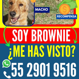 BROWNIE | Raza Mestizo, cruza de Cocker Spaniel | Perdido