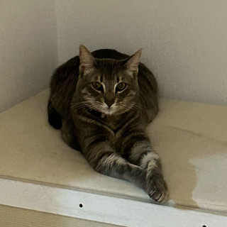 CORAZÓN | Raza Doméstico Américano de Pelo Corto | Final Feliz