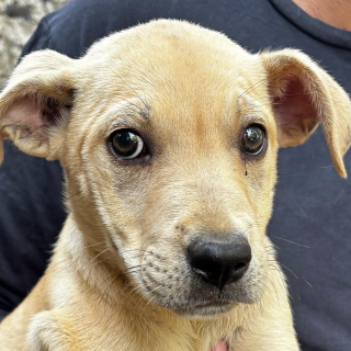WERA | Raza Mestiza | En Adopción