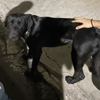  | Raza Labrador  | Encontrado