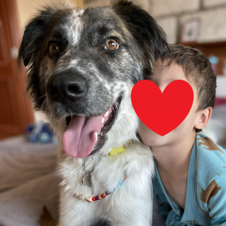 TIBÓN | Raza Mestizo | Perdido