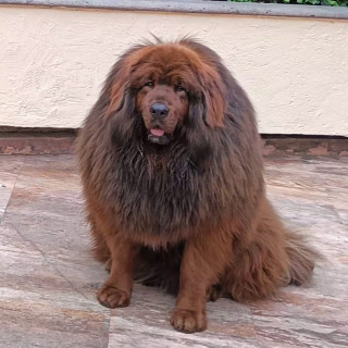 DORIS | Raza Mastín Tibetano o Dogo del Tíbet | Final Feliz