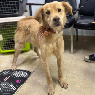 EL GÜERO | Raza Mestizo, cruza de Golden Retriever | En Adopción