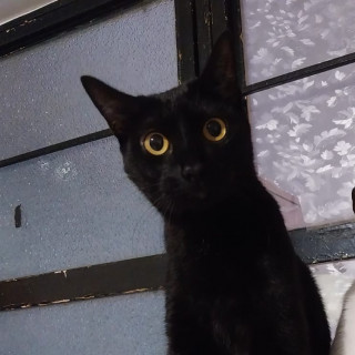 BAGHEERA | Raza Bombay | Perdida